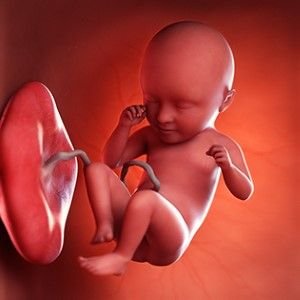 III Trimestr - 29-40-cı həftələr